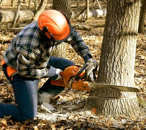 Tree Removal in Center Point, IA